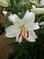 [4243 Siberia TL No202.JPG]